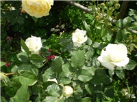 2abb1c80-Picture 4484.jpg
